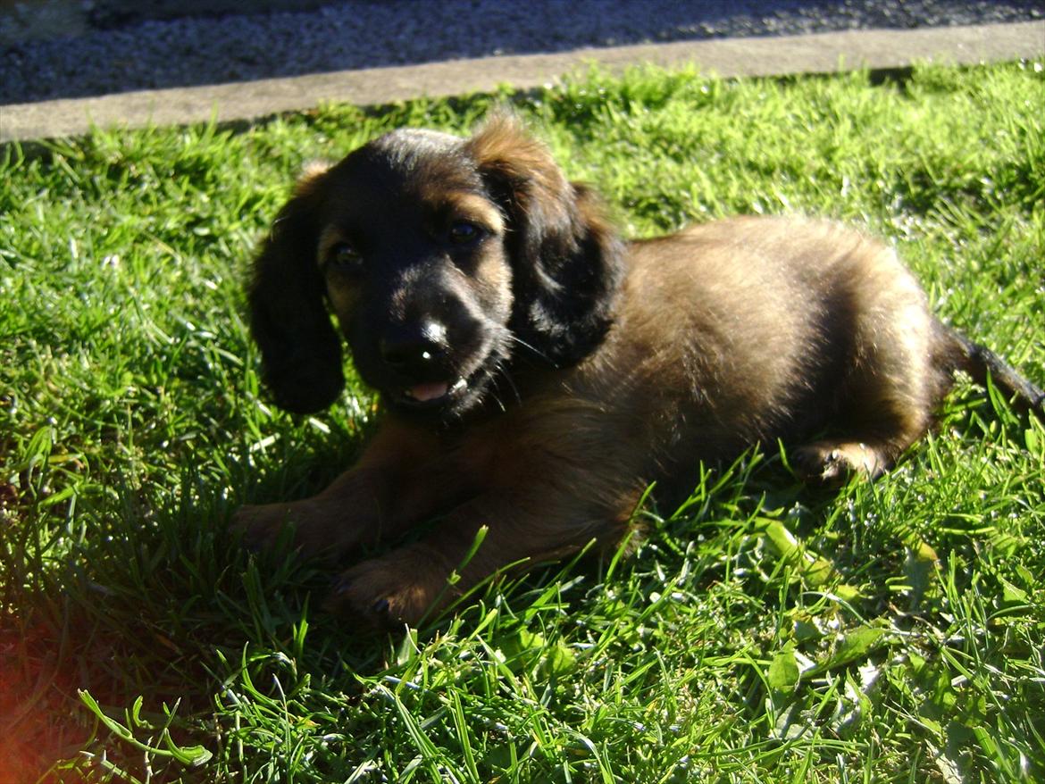 Dværggravhund Boris - Boris ikke særlig gammel, omkring 3 måneder billede 4