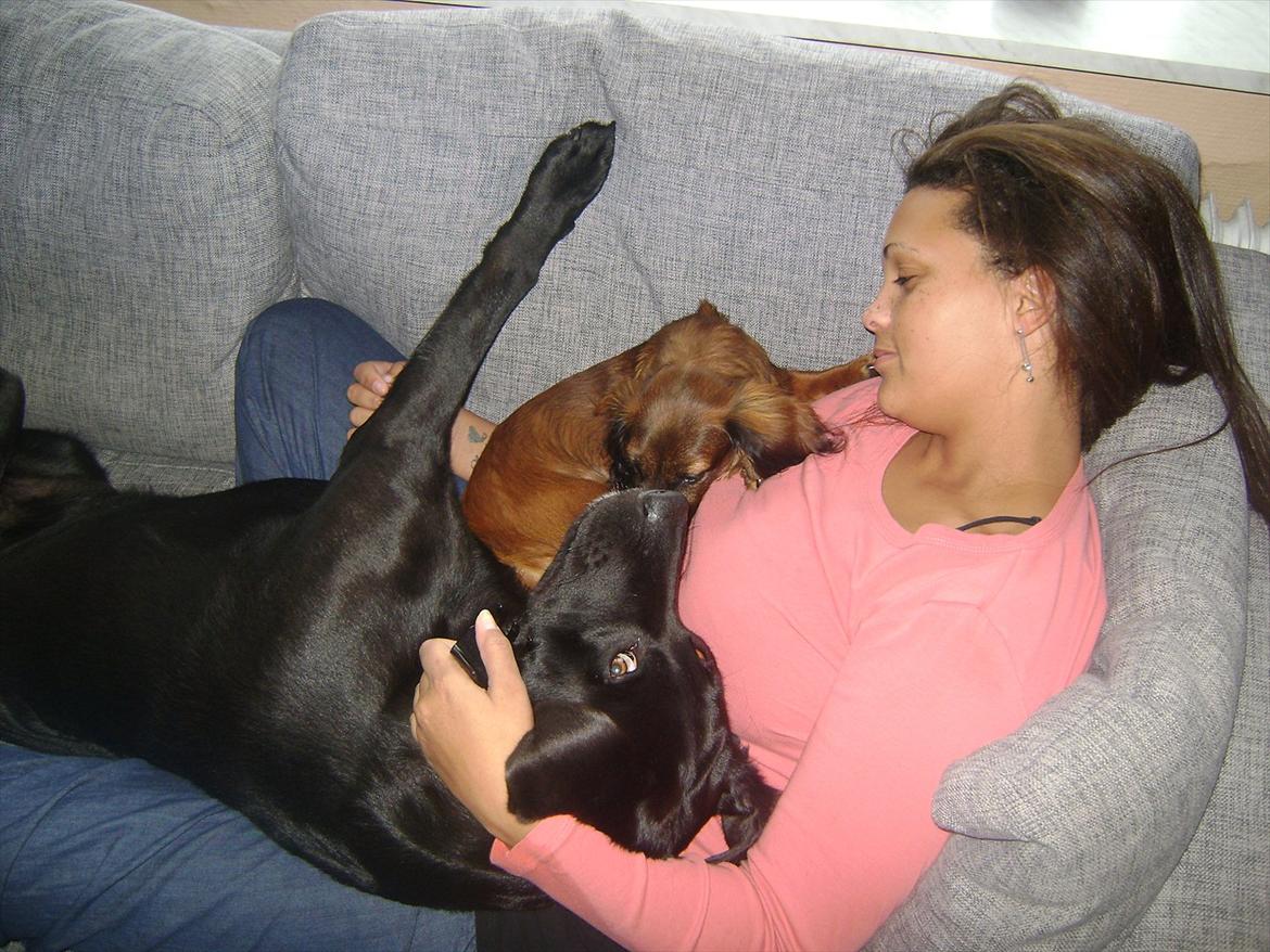 Dværggravhund Boris billede 3