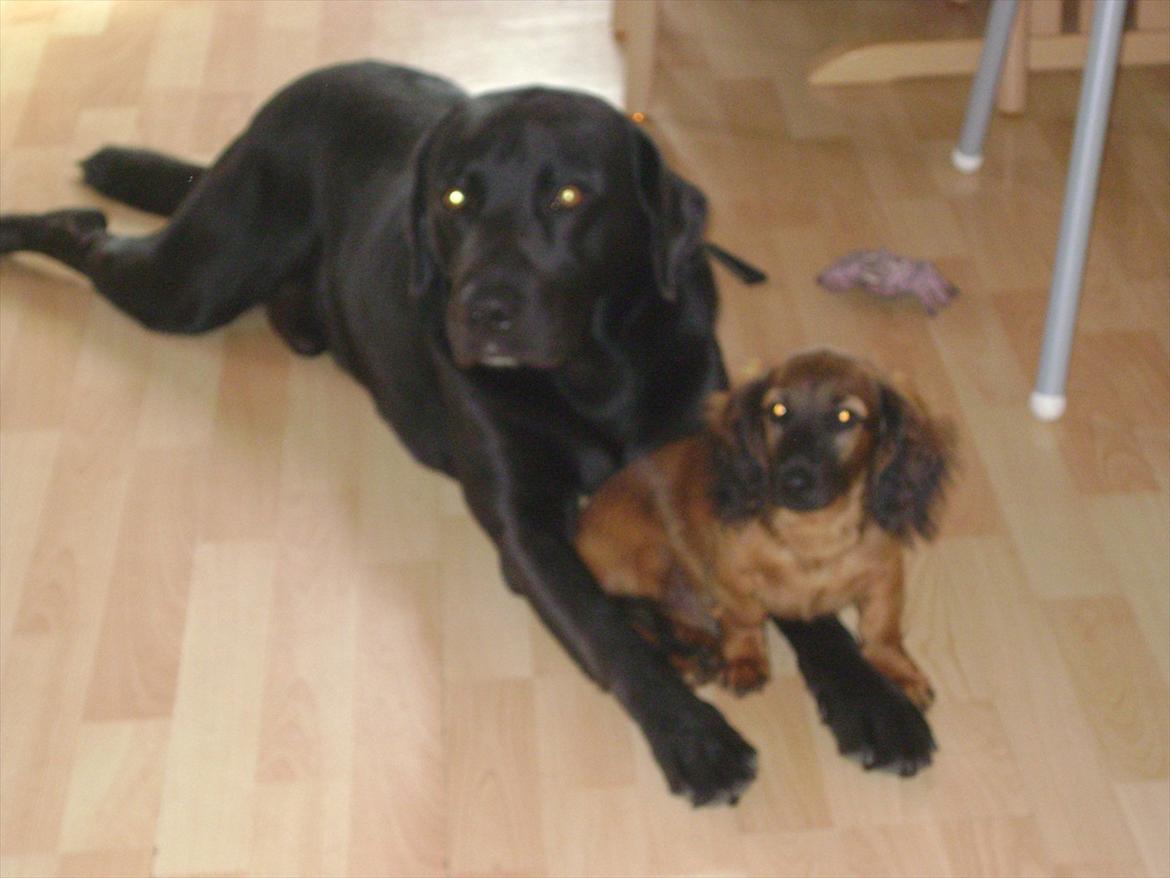 Dværggravhund Boris billede 2