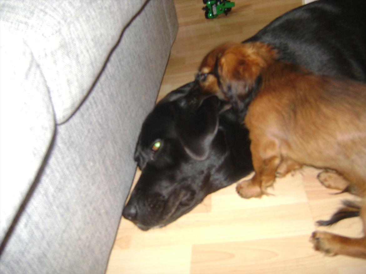 Dværggravhund Boris billede 6