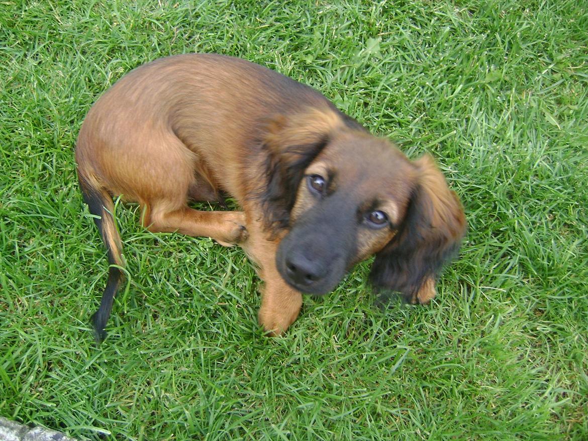 Dværggravhund Boris billede 7