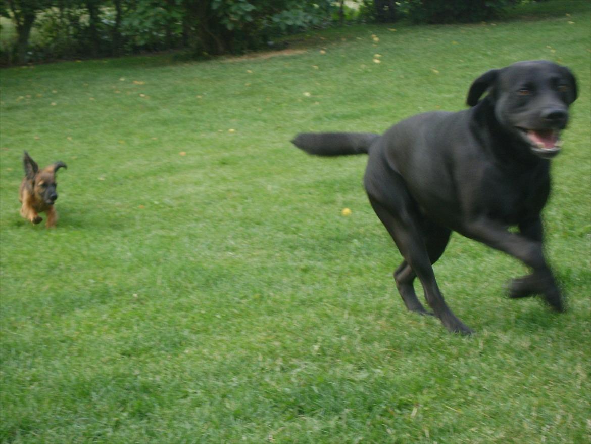 Dværggravhund Boris billede 8