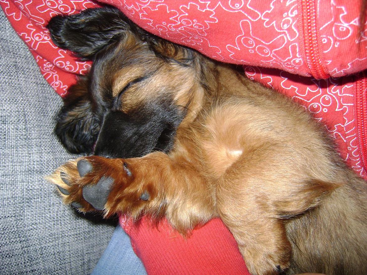 Dværggravhund Boris billede 9