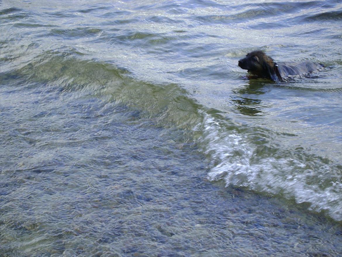 Dværggravhund Boris - Uhh.. Vand, så er Boris der billede 5