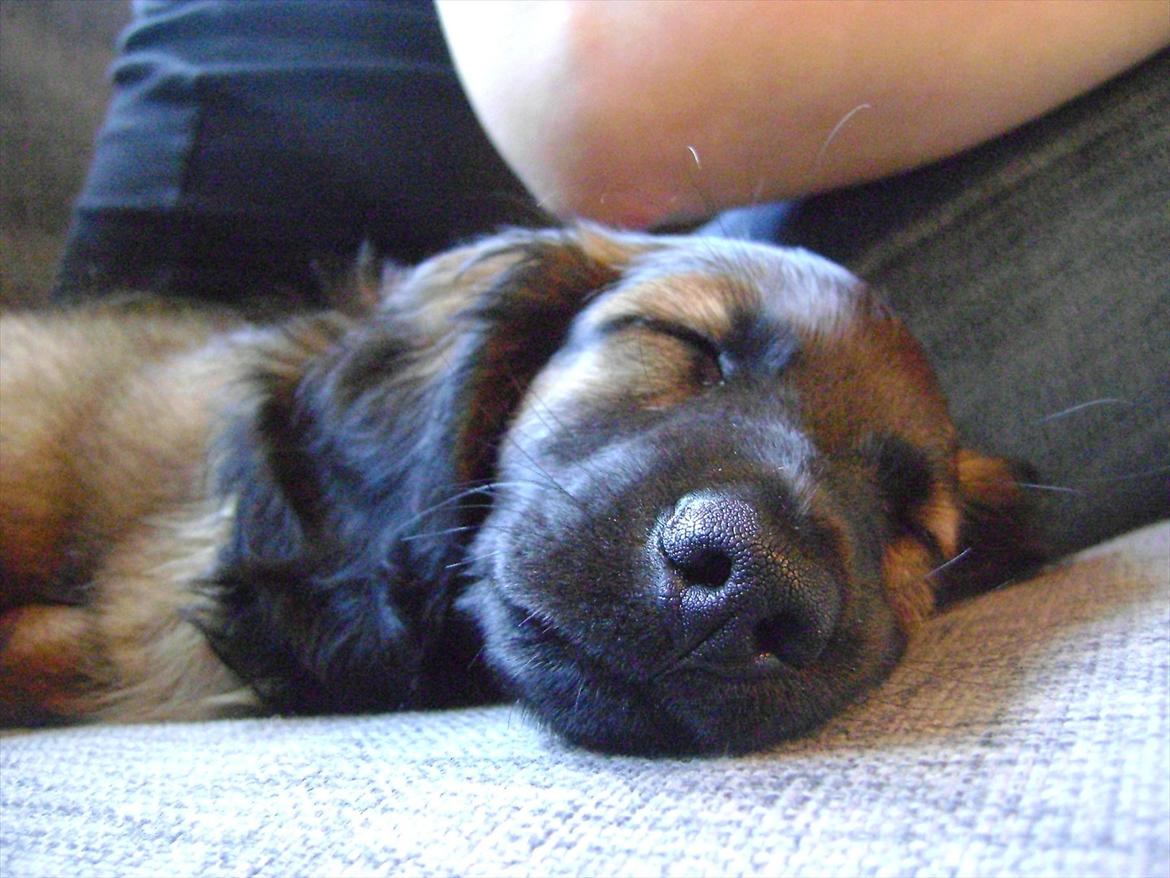 Dværggravhund Boris billede 10