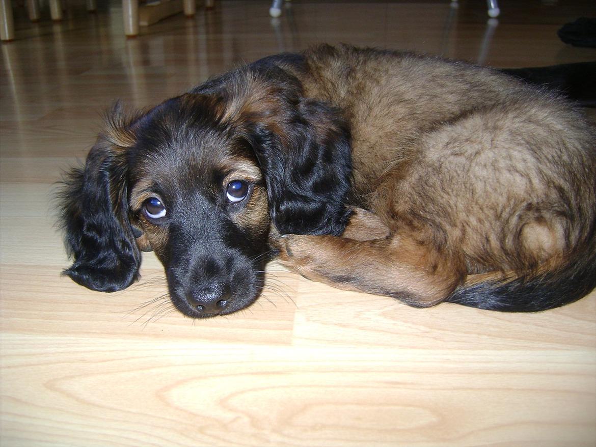 Dværggravhund Boris billede 11