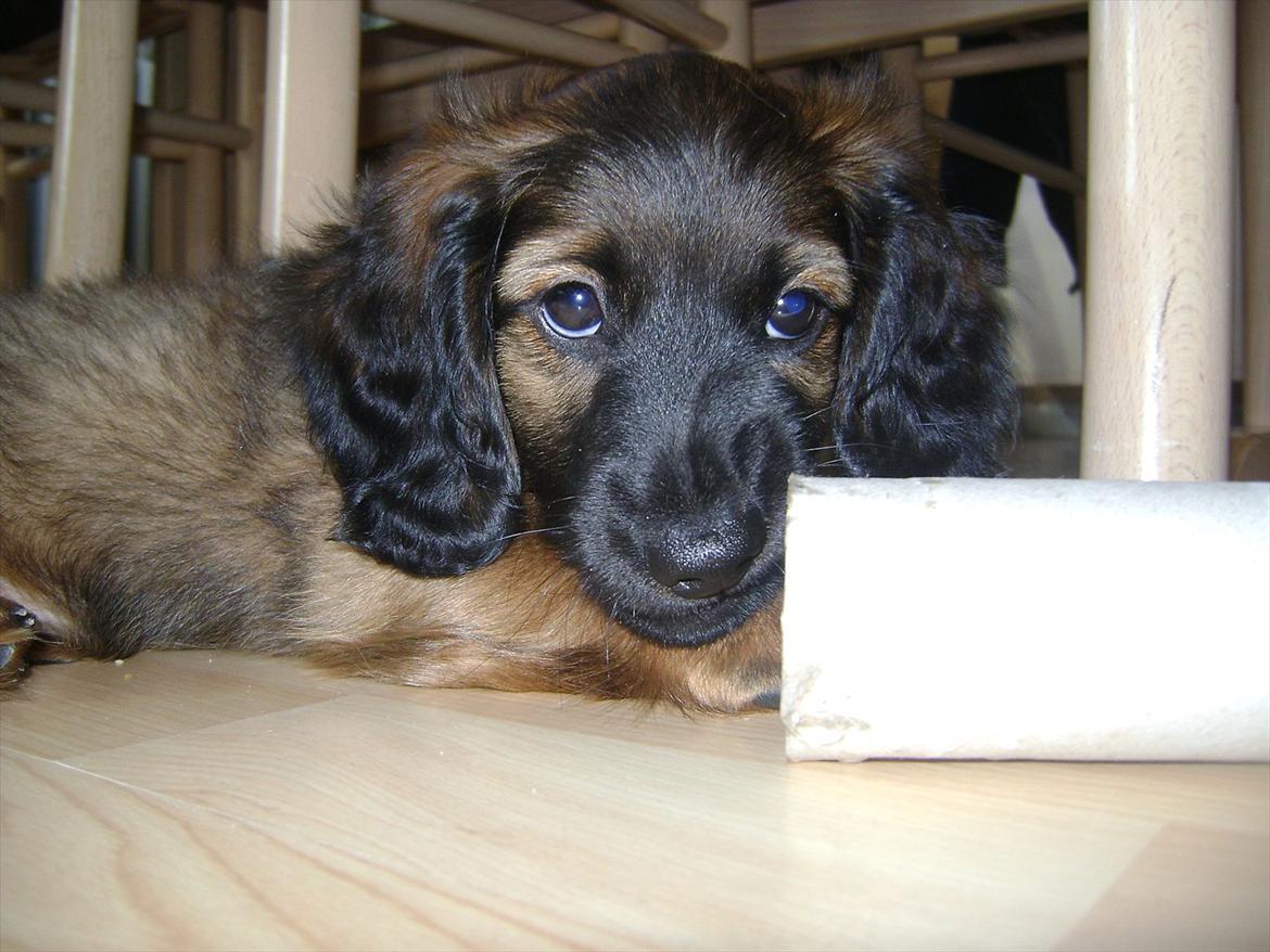 Dværggravhund Boris billede 12