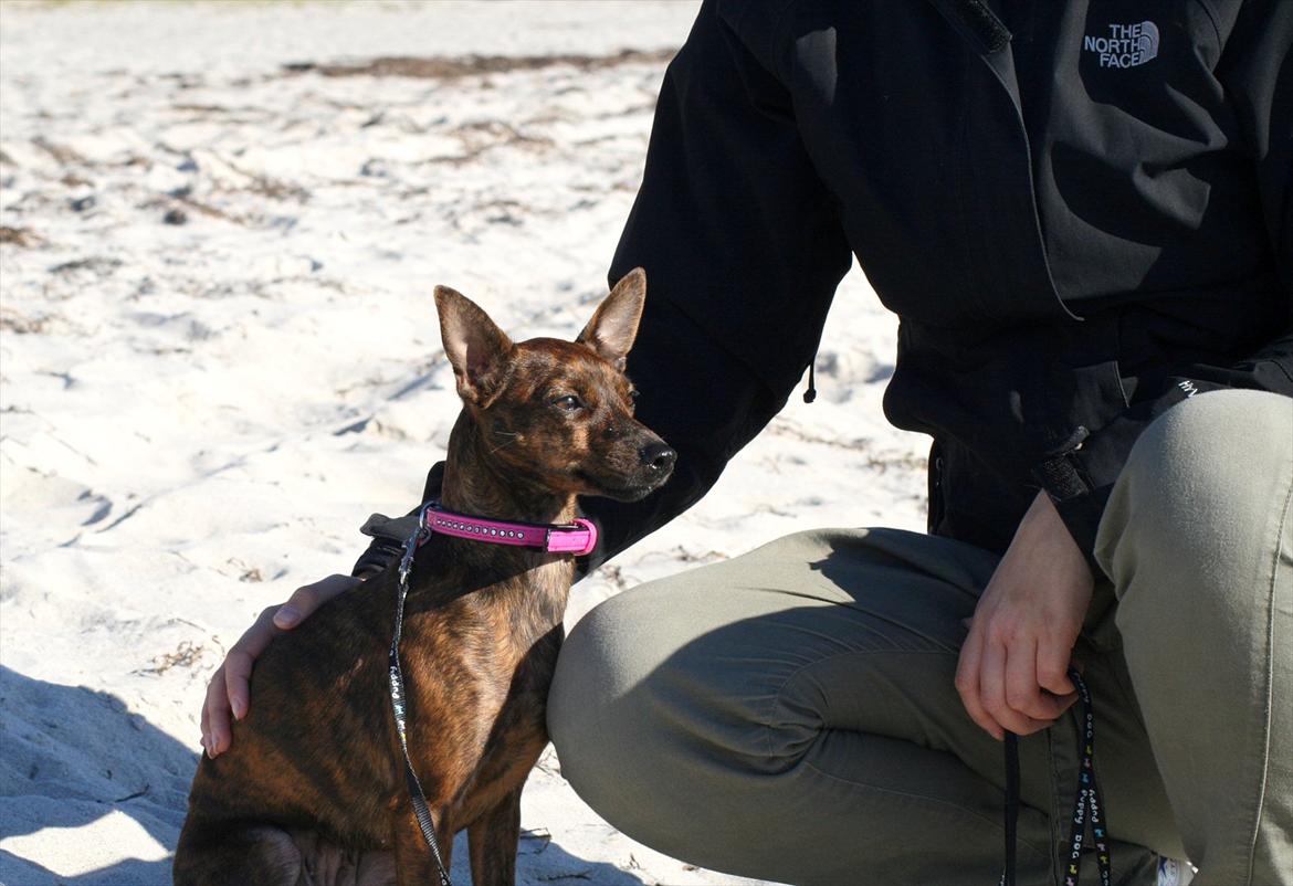 Blanding af racer | Vanity  - Vanity og jeg på stranden, okt 2011 billede 20
