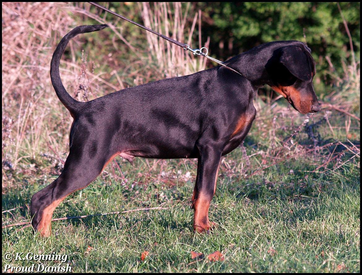 Dobermann Qui Terret Absinthe billede 6