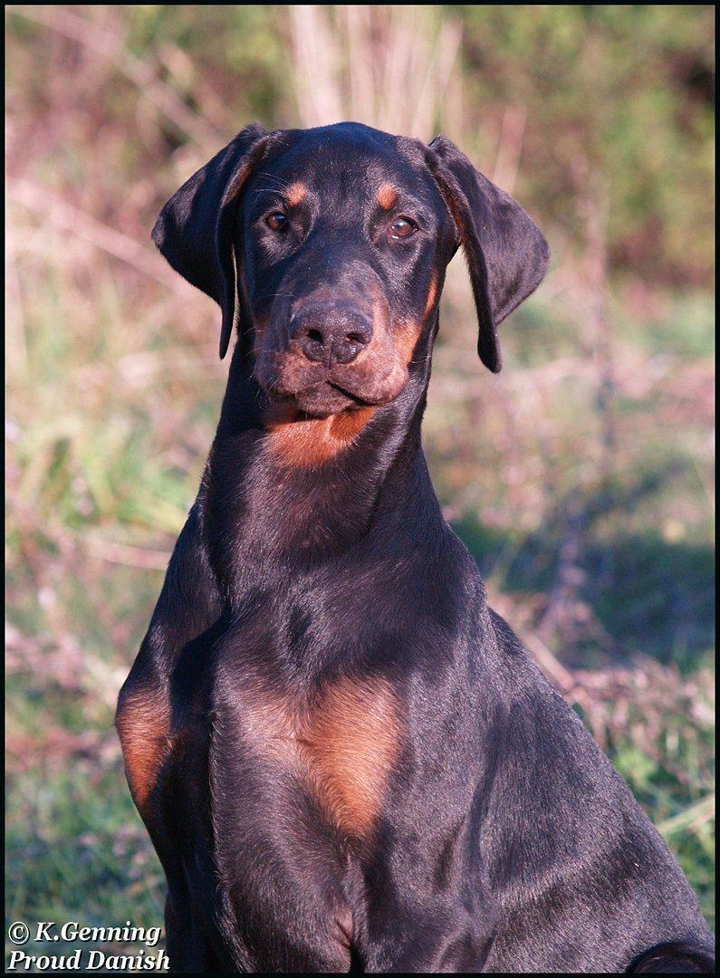 Dobermann Qui Terret Absinthe billede 17