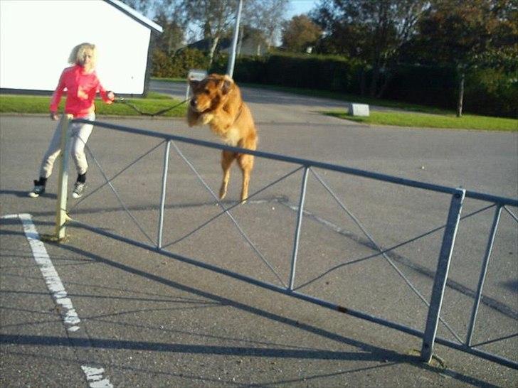 Golden retriever Kenzo <3 Mindrøm<3 billede 17
