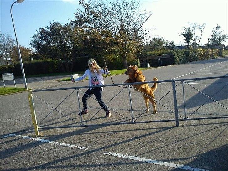 Golden retriever Kenzo <3 Mindrøm<3 billede 18