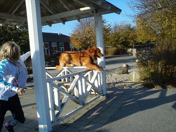 Golden retriever Kenzo <3 Mindrøm<3 billede 19
