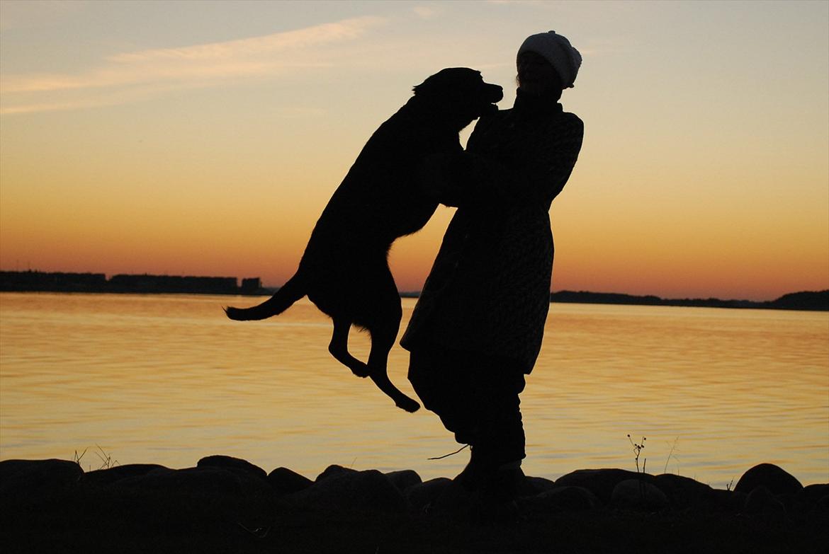 Labrador retriever Bobby*R.I.P.* - *Jumping* Mor og jeg - Limfjorden 15/10-11 billede 17