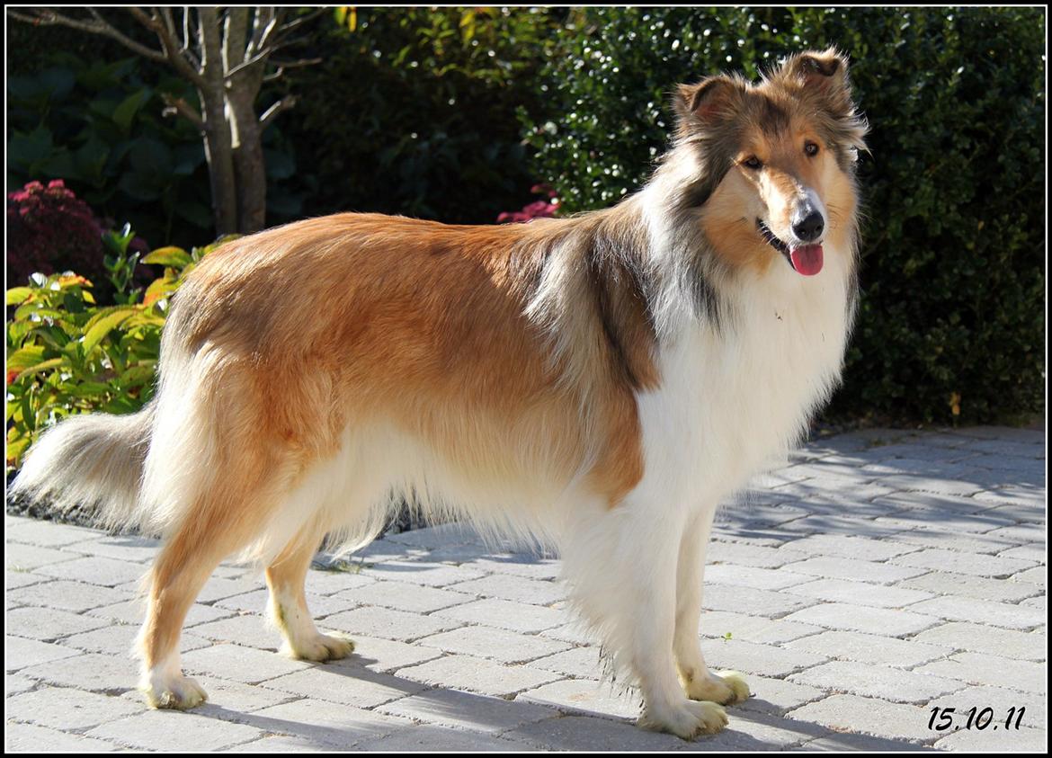 Collie langhåret Ebony Moor´s Adorable Alba - Alba i vores have en dejlg oktoberdag 2011. billede 9