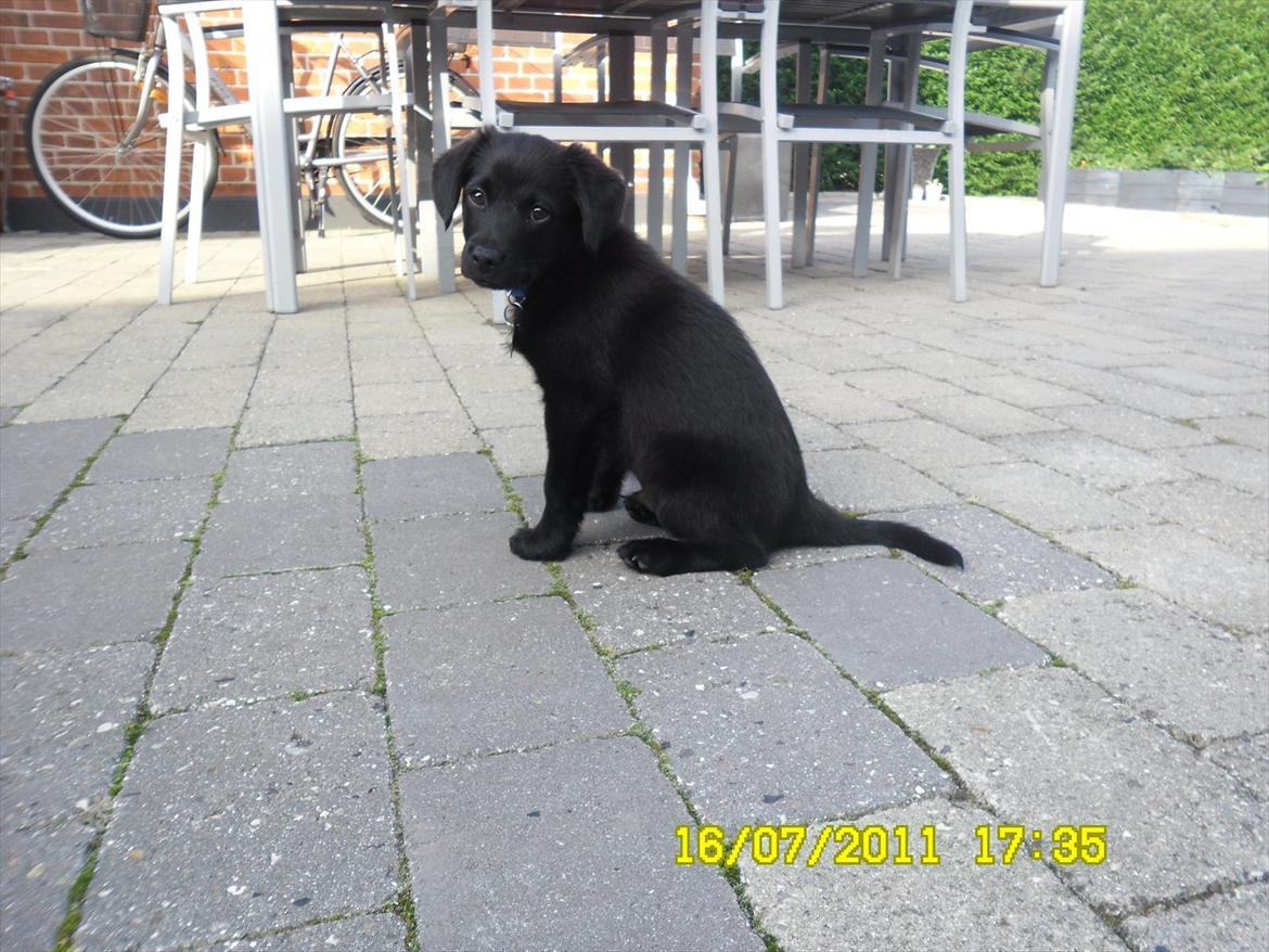 Blanding af racer Kato <3 - 10 uger gammel <3 billede 3