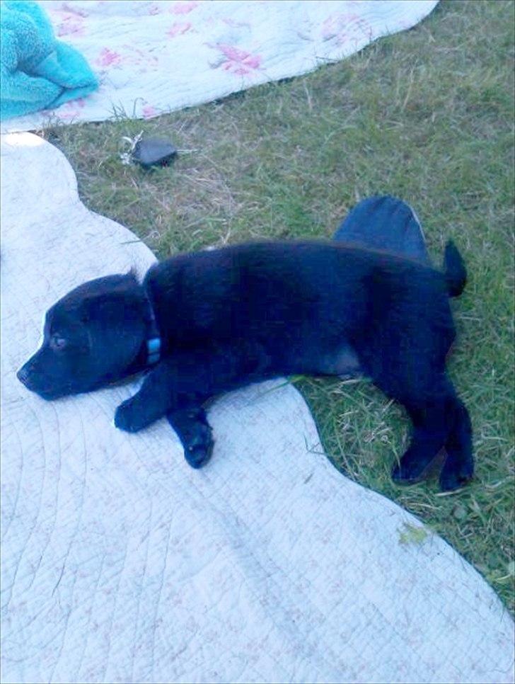 Blanding af racer Kato <3 - ca. 4 uger og 4 dage gammel <3
På starden :-)
Hos gammel ejer :-) billede 4