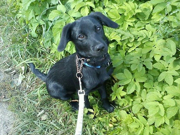 Blanding af racer Kato <3 - ca. 3 månder gammel <3 billede 5