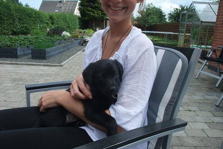 Blanding af racer Kato <3 - 8 uger gammel <3
Dagen vi fik ham hjem :-*  billede 6