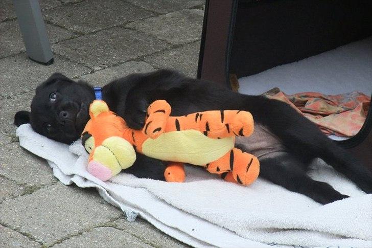 Blanding af racer Kato <3 - 8 uger gammel <3 
Første tigerdyr :-D
Dagen vi fik ham hjem :-*  billede 7