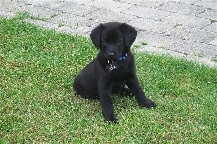 Blanding af racer Kato <3 - 8 uger gammel <3
Dagen vi fik ham hjem :-*  billede 8