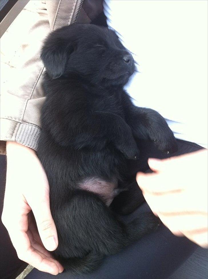 Blanding af racer Kato <3 - 4 uger gammel <3 
Første gang jeg så ham :-D 
Hos gammel ejer :-) billede 11