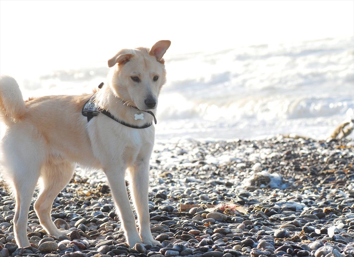Blanding af racer Bertram - Bertram ved Vesterhavet. :o) Sommerhus, 11. oktober 2011.  billede 8