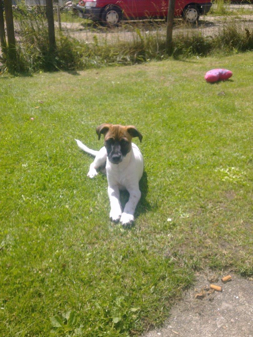 Dansk svensk gaardhund Rico billede 1