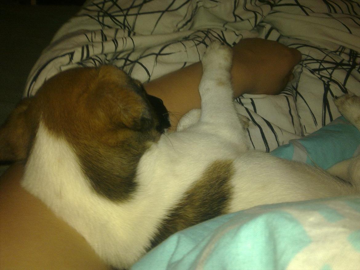 Dansk svensk gaardhund Rico billede 2