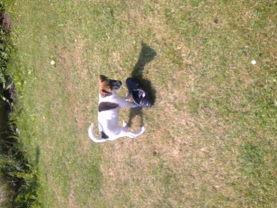 Dansk svensk gaardhund Rico billede 3