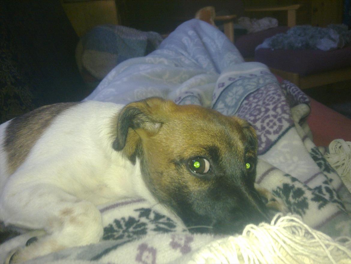 Dansk svensk gaardhund Rico billede 4