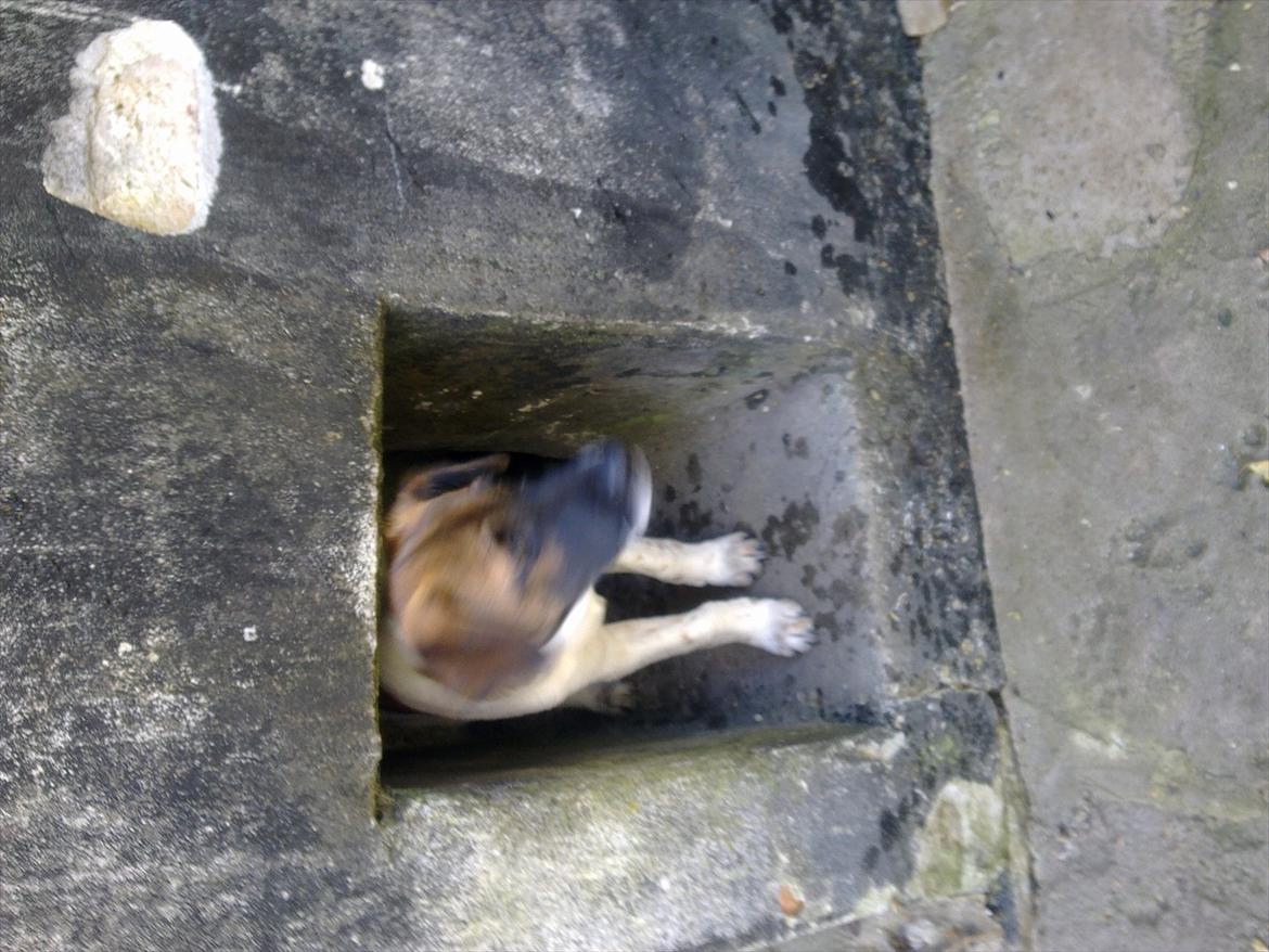 Dansk svensk gaardhund Rico billede 5