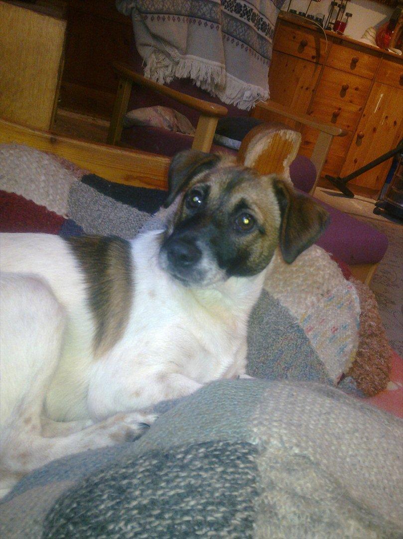 Dansk svensk gaardhund Rico billede 6