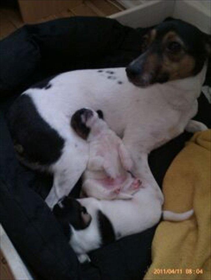 Dansk svensk gaardhund Rico billede 7