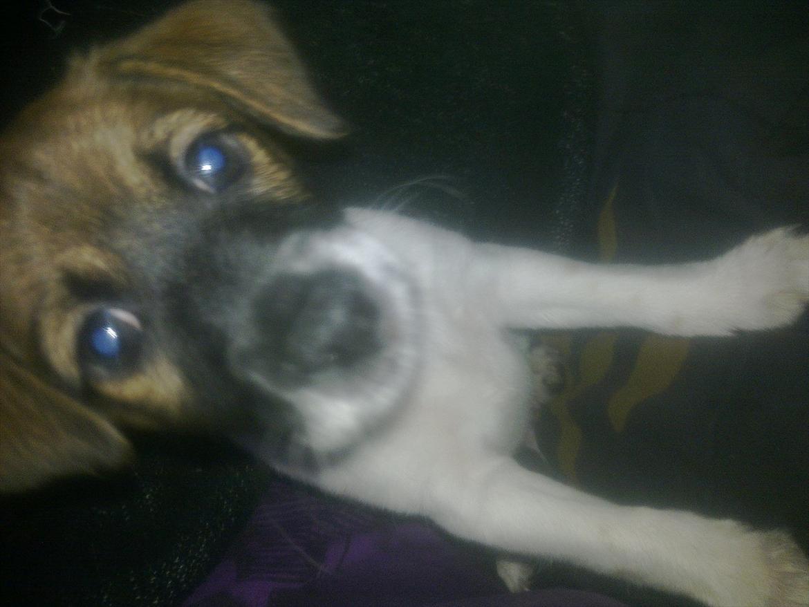 Dansk svensk gaardhund Rico billede 8