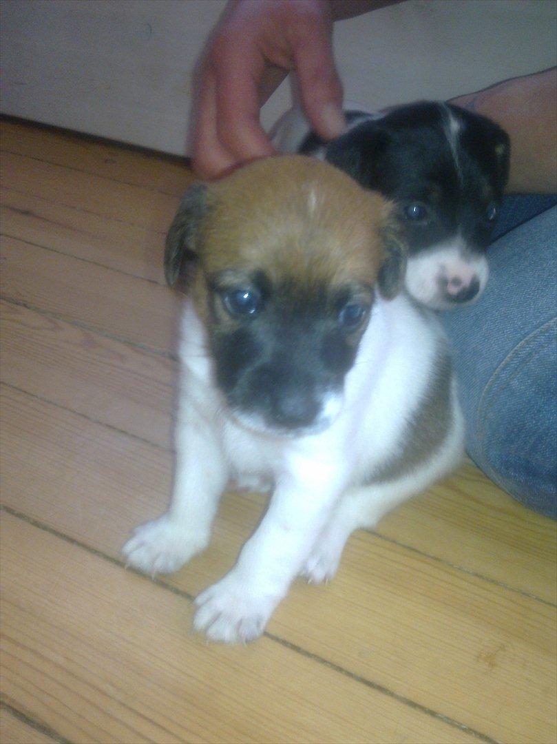 Dansk svensk gaardhund Rico billede 9