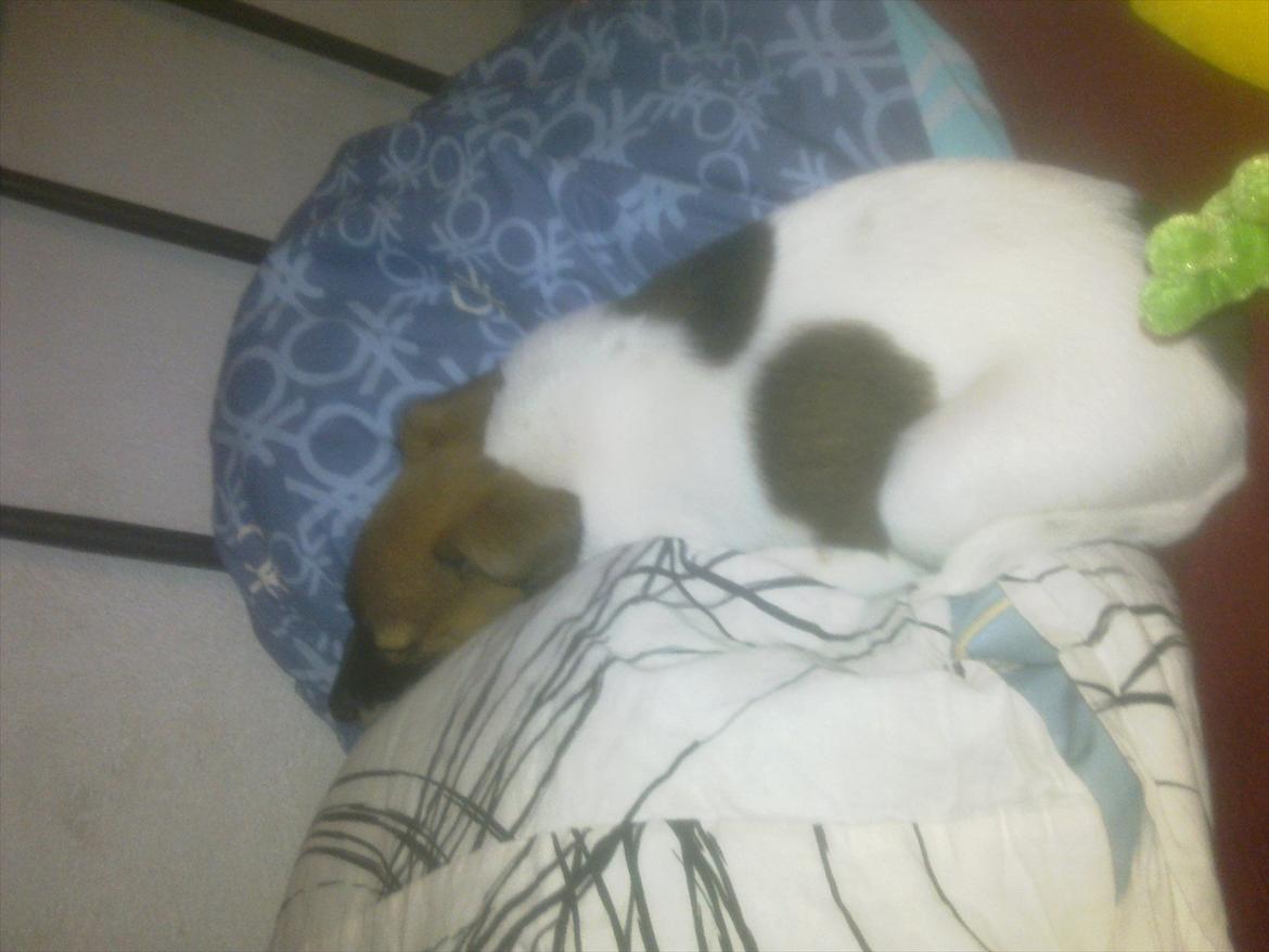 Dansk svensk gaardhund Rico billede 10