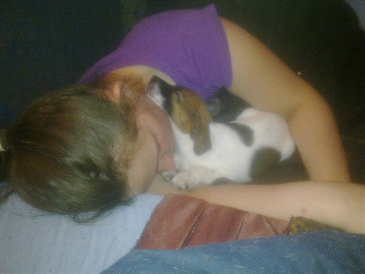 Dansk svensk gaardhund Rico billede 11