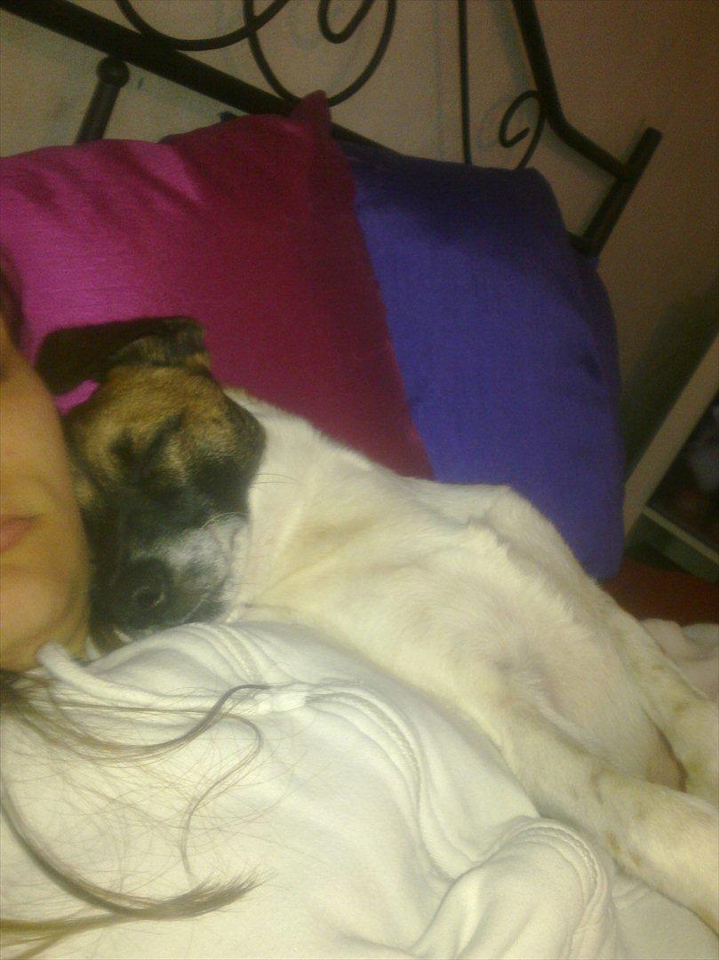 Dansk svensk gaardhund Rico billede 12