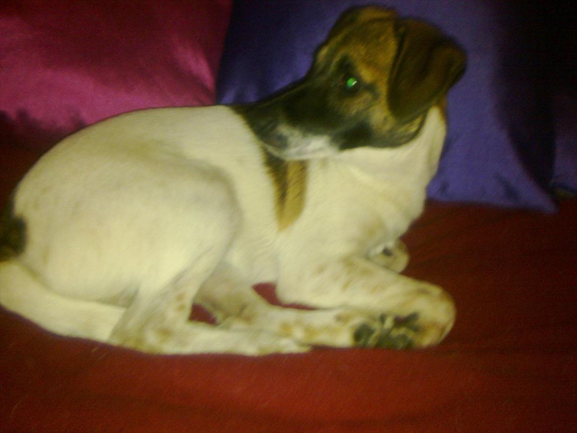 Dansk svensk gaardhund Rico billede 13