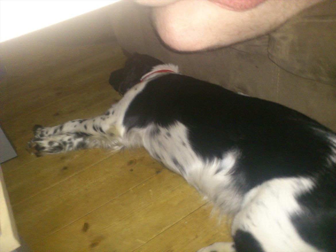 Blanding af racer Mille billede 1