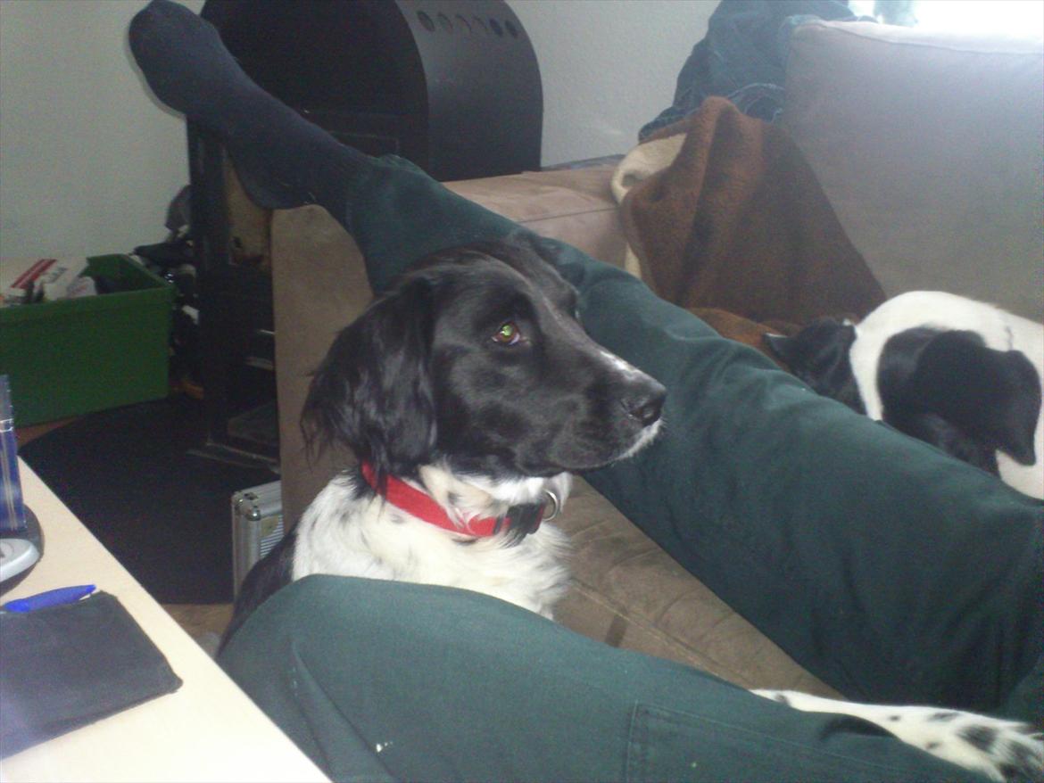 Blanding af racer Mille billede 2