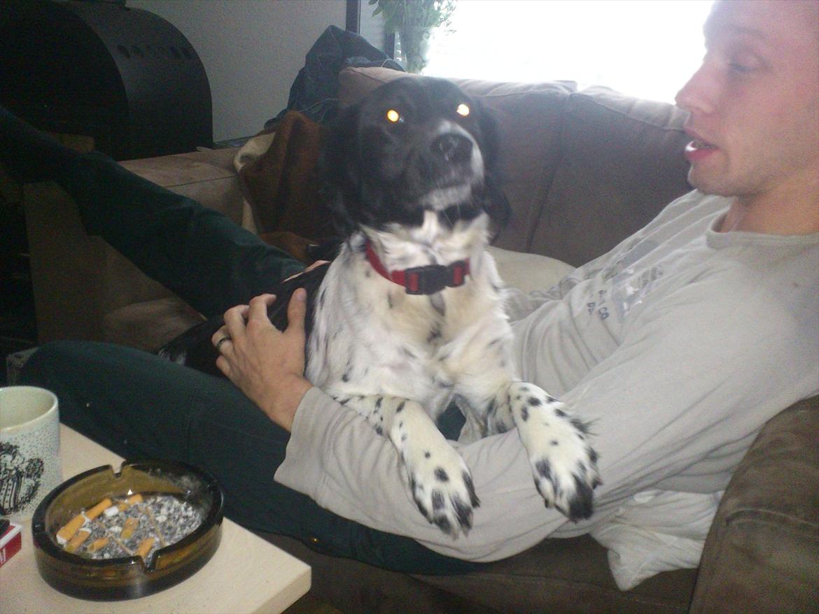 Blanding af racer Mille billede 3