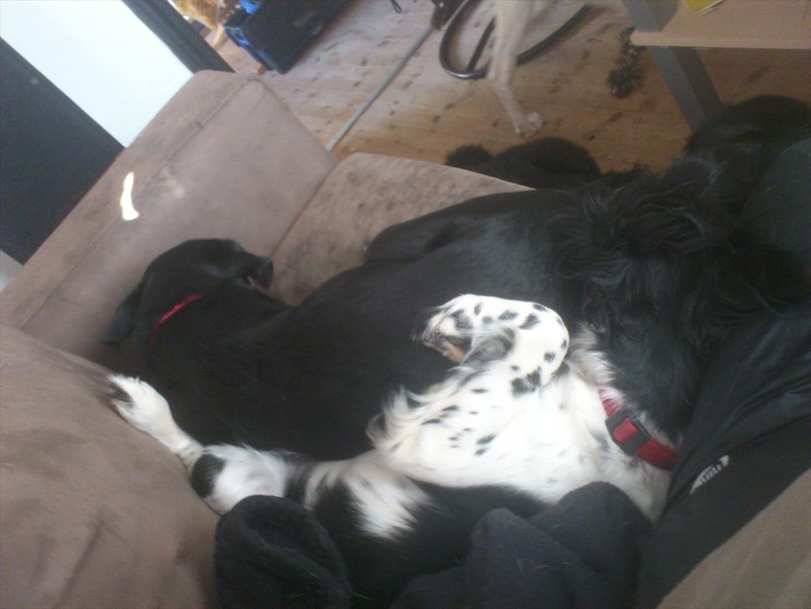 Blanding af racer Mille billede 6