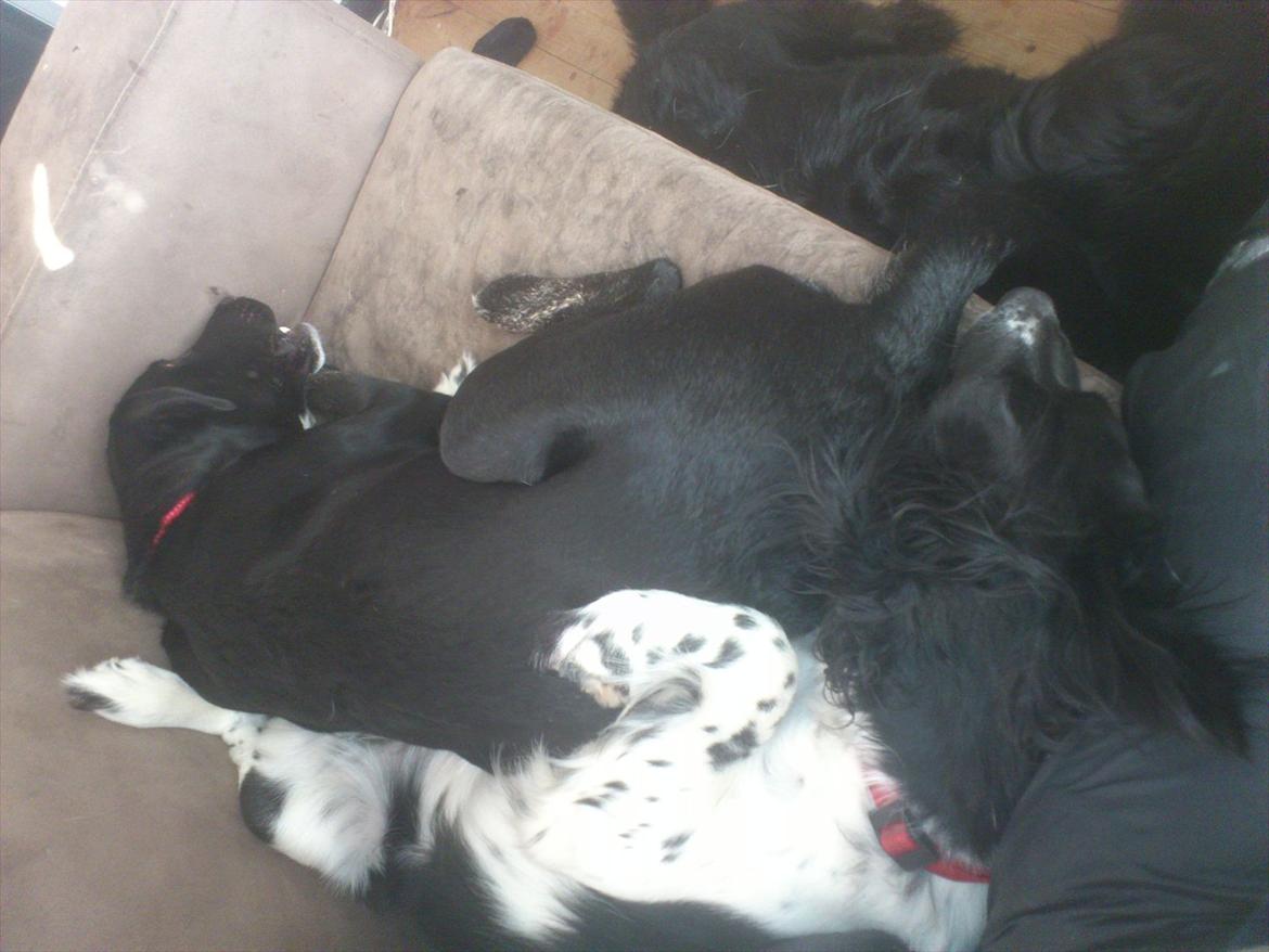 Blanding af racer Mille billede 7