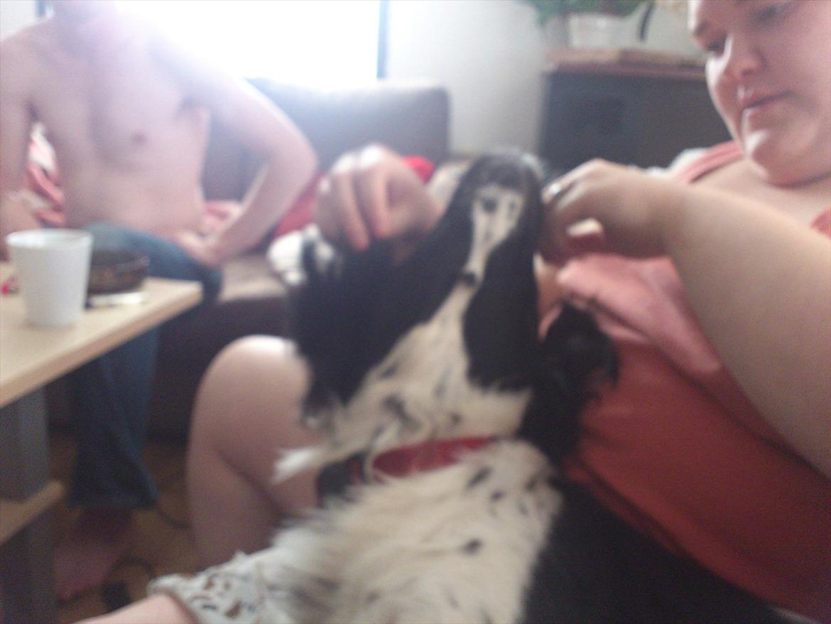 Blanding af racer Mille billede 8