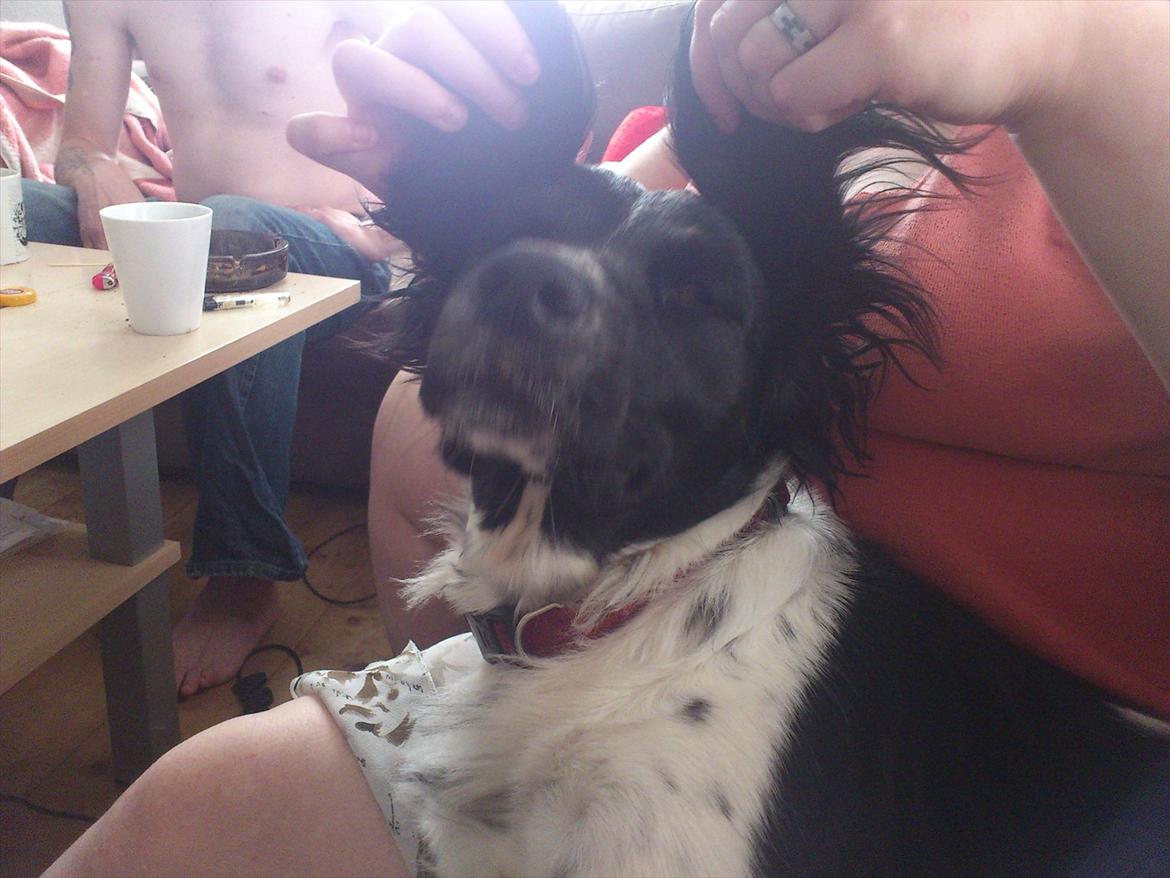 Blanding af racer Mille billede 9