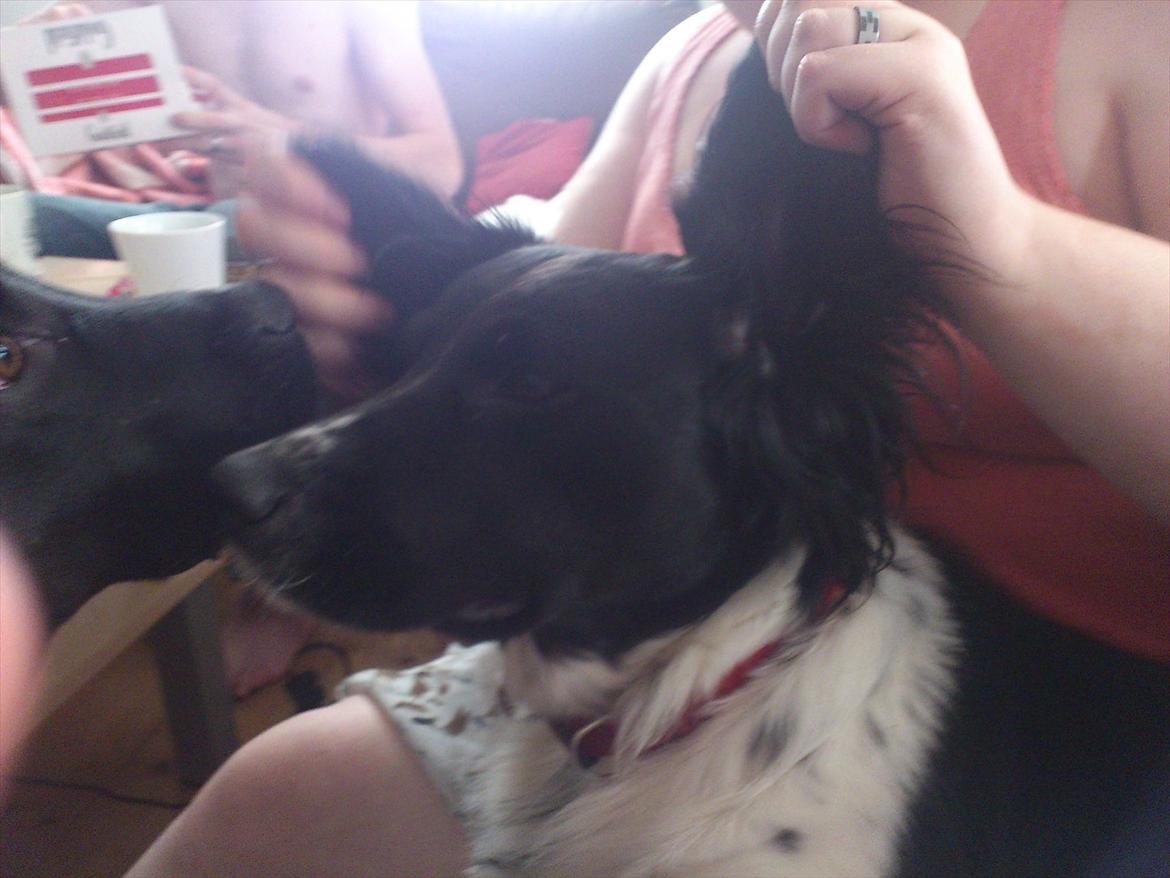 Blanding af racer Mille billede 10