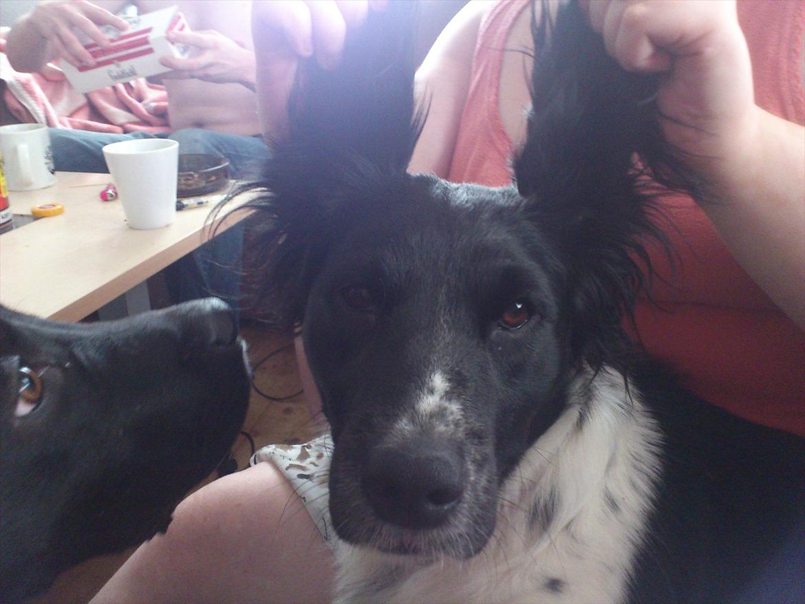 Blanding af racer Mille billede 11