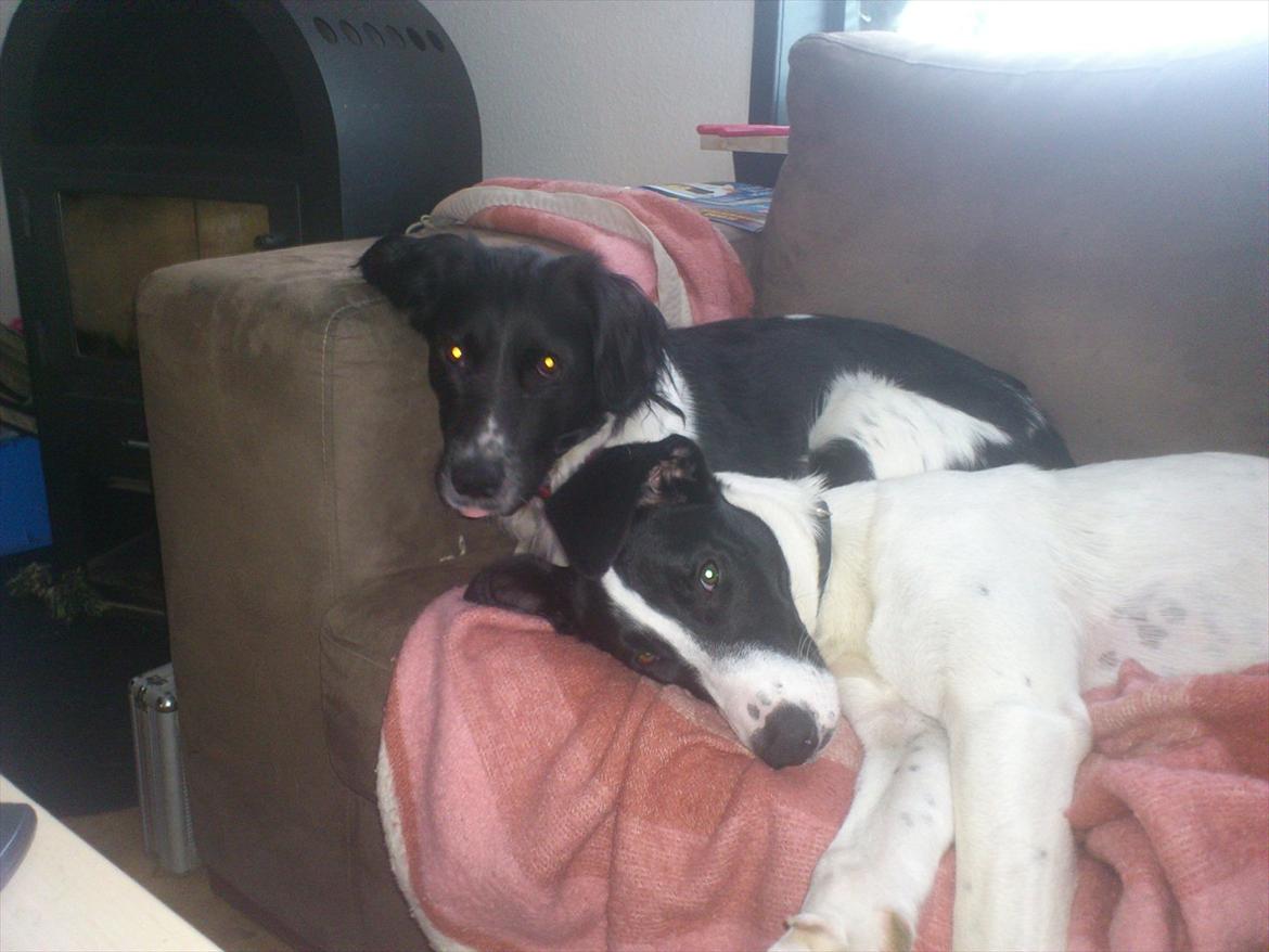 Blanding af racer Mille billede 13